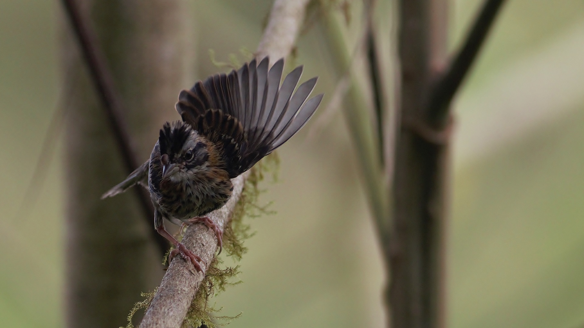 Rufous-collared Sparrow